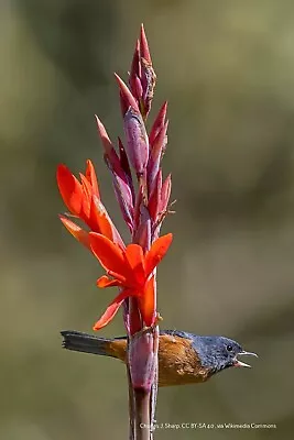 3x Canna Indian Shot Plants 2 LITRE SIZE PLANTS • £11.99