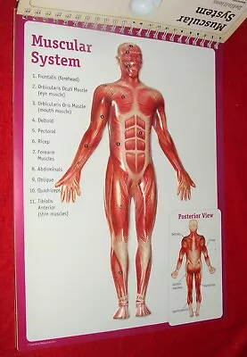 Large Vintage Human Body Flip Chart W/ Raised Medical Manikins - Skeleton Etc. • $19.99