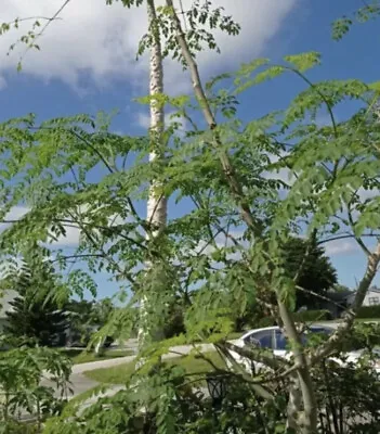A Cup Moringa TREE Live Plant 5-9 “TREE OF LIFE FRESH Food Forest Permaculture • $15