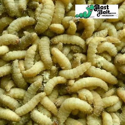 250 Count Live Waxworms Wax Worms Fishing Reptile Feeders  Free Shipping  • $22.99