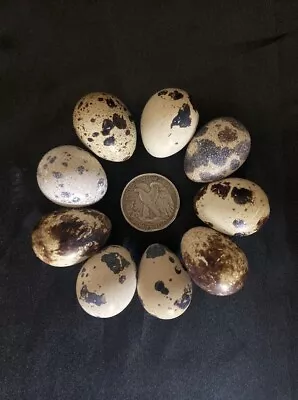 18 Jumbo Coturnix Quail Fertile Hatching Eggs • $21.99