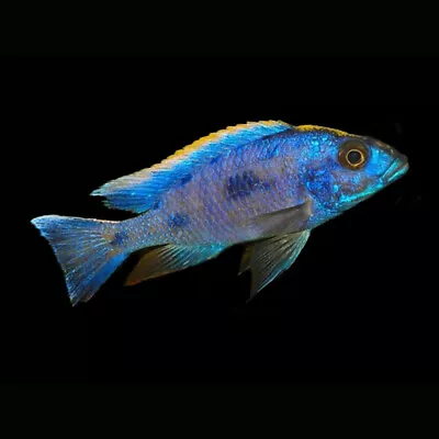 Red Top Aristochromis Cichlid | Otopharynx Lithobates | Lake Malawi Cichlid • £11.39