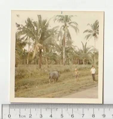 Vtg 1970s Photo Philippines Water Buffalo Butt Roadside Kids Manila Palm Trees  • $10.11