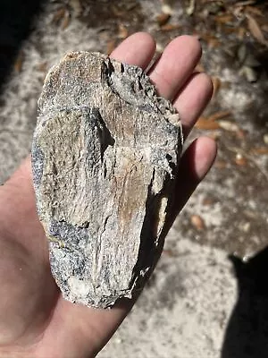 Partial Florida Fossil Mammoth Tooth Section • $10