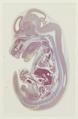 Vintage Microscope Slide Of Foetal Mouse Sect. By  Gerrand Owned By Lamb? • $9.50