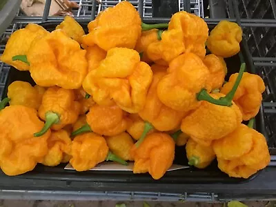 Yellow Trinidad Moruga Scorpion 2 Count ( 3 To 5” Or Taller ) FREE Shipping • $16.49