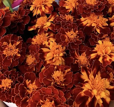 150+ Fresh Petite French Marigold Seeds Prolific Mixed Colors FREE SHIPPING • $2.19