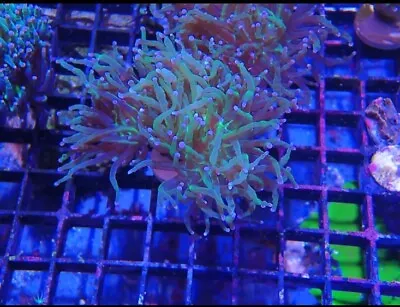 Torch Coral 2 Head Marine Aquarium • £40