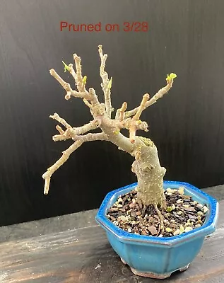 Ficus Microcarpa Shohin Bonsai Dense Growth Plant • $79.99