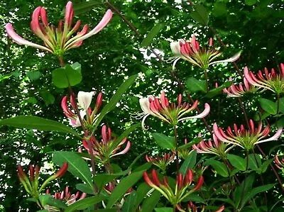 £29.99 • Buy 4.5ft-5ft Inc. Pot Evergreen Honeysuckle  Lonicera Henryi 7litre