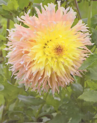 Cactus Dahlia  Mingus Joshua  Tuber Pink/yellow • £3.99