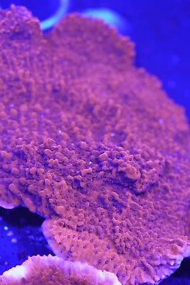 Red Plate Montipora  Monti SPS Coral Marine Reef Tank Salt Water • £14.99