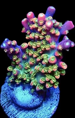 Wysiwyg Rainbow Acropora Frag-sps/ Frag/coral/marine • £10.50