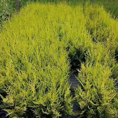 20 Golden Leylandii Evergreen Hedging Plants 40-60cm In 9cm Pots • £47.99