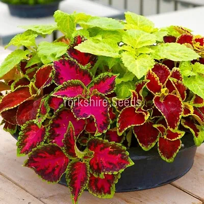 Coleus Rainbow Seeds Mix Dwarf Coloured - 60x Seeds - Flower • £2.99