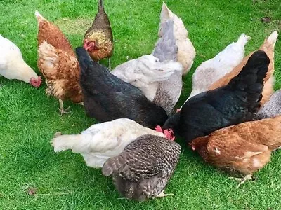 £15 • Buy 6 X Fertilised Fertile Brown/ Cream/ Red Egg Layers For Filling Incubators Mixed