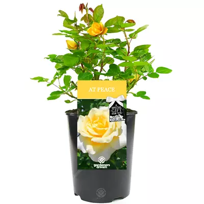 £23.99 • Buy At Peace Rose - Memorial And Remembrance Gift - Live Rose Bush Plant