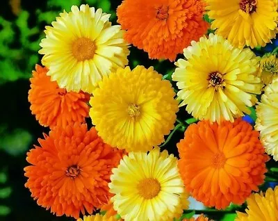 Calendula Pacific Beauty Mixed 1100 Seeds +4  FREE PLANT LABEL • £0.99