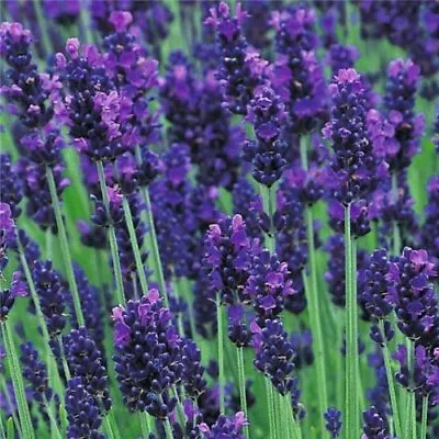 Lavender Hidcote - 6  Top Quality 9cm Plants Ready To Plant Out • £22.95