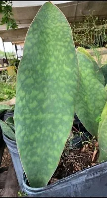 Sansevieria Masoniana Live Plant~Whale Fin~Snake Plant7 To 10 Inches Tall Rooted • $9.99