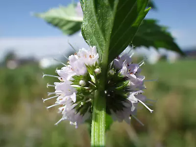 50 WHITE WOOD MINT Mentha Arvensis Wild Field Herb Flower Seeds • £2.41