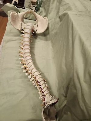 Anatomical Model Of A Human Spine • $235