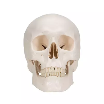 Anatomical Model: Classic Skull 3-Part • $257.99