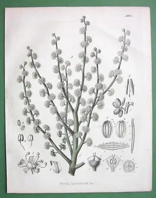 MEDICINAL PLANTS Gum Ammoniac Genus Dorema - 1860 Color Botanical Print • $19.50