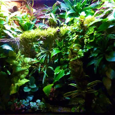 £39.99 • Buy BIOTROPIC. Living Terrarium Starter Kit- XL. Plants, Moss & More. Gecko Frogs