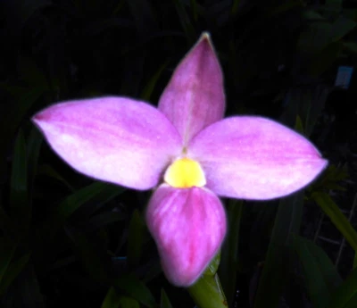 $54 • Buy Phragmipedium Hanne Popow 'Lakeside' In Bud.
