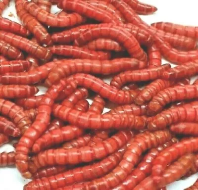Live RED GIANT Mealworms Bearded Reptile Bird JUMBO Meal Worm Feeder Living Food • $12.99