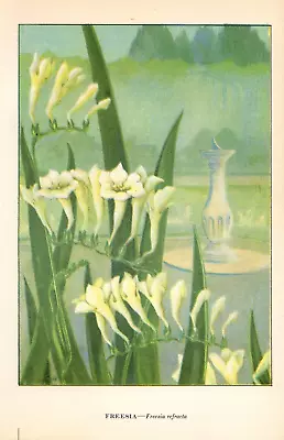 1926 Vintage GARDEN FLOWER  FREESIA  GORGEOUS COLOR Art Print Lithograph • $2