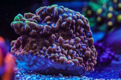 Beachbum / Crazy T Montipora Coral Marine Frag Lps Not Sps Soft Zoa Coral • £19.99