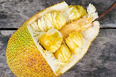 Big Jackfruit Tropical Fruit Tree Rare Exotic 2’-3’ • $39.99