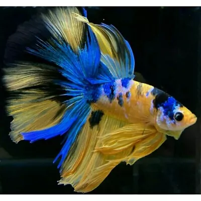 Betta Fish Live Halfmoon Yellow Kuntai/ Yellow Base Size M++ Form Indonesia • $27