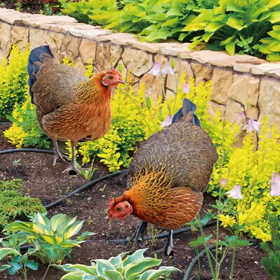 2pcs Metal Chicken Yard Art Creative Multi-use Realistic Garden Chicken Stake • £11.43