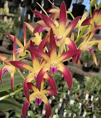$14.95 • Buy HN345  Orchids Dendrobium Jayden 'Sheen' FCC X Cosmic Gold 'Sandy' FCC Seedling