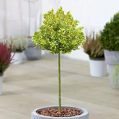 Coprosma Lemon And Lime Patio Tree | Garden Mirror Plants Outdoor Garden Ready • £32.99