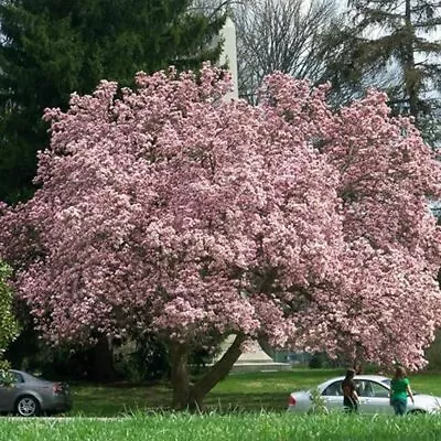 1 X Magnolia SOULANGEANA Saucer Magnolia DECIDUOUS Shrub Hardy Plant In 9cm Pot • £17.51