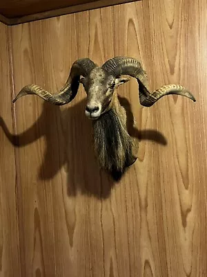 Mouflon/ Corsican Shoulder Mount • $117