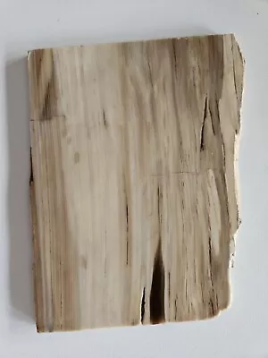 Petrified Wood Lapidary Slab McDermitt  • $34