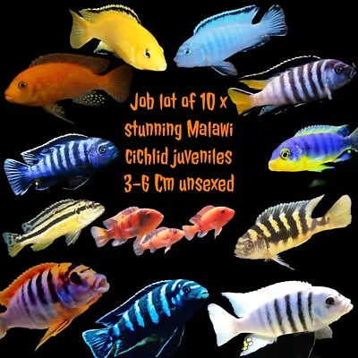 10 X Stunning Malawi Cichlids Juveniles Bright & Beautiful 3~6 Cm Special Offer • £55