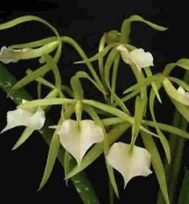 Brassavola Cordata Mini Nodosa Orchid Fragrant Plant • $22