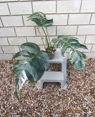 Huge Variegated Epipremnum Pinnatum . Large Form. Not Monstera. Plant • $100