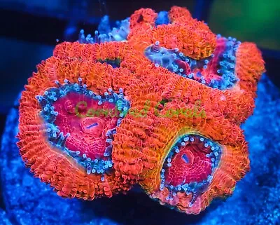 Cornbred's Orange Halo Acan - Frag - LIVE CORAL • $49.99