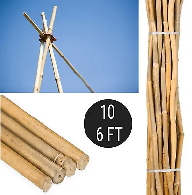 10x 6FT Heavy Duty Canes Bamboo Garden Plant Support Thick Stakes Support Sticks • £19.99