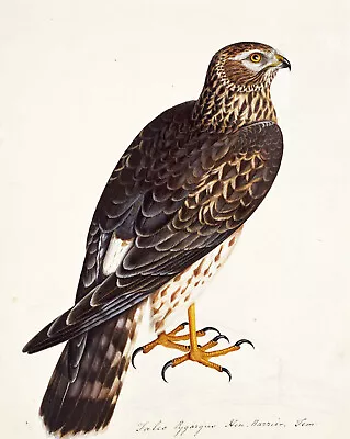 £89 • Buy Rev. Christopher Atkinson  Hen-Harrier  British Science Bird Eagle Green Artwork