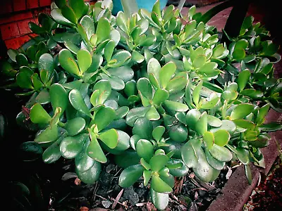 2 OVATA Crassula Succulent Jade Money Plant Fresh Cuttings Organically Grown • $6.99