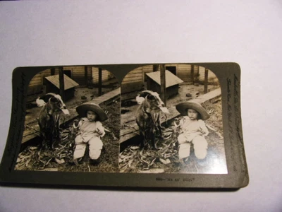 $5 • Buy Keystone Stereoview Little Girl In Big Hat With Her Billy Goat - Bunny In Back