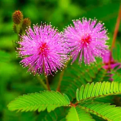 SENSITIVE PLANT - 35 Selected Seeds - Touch Me Not - Mimosa Pudica Perennial • £1.45